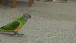 11-Motaharek[WwW.KamYab.IR].gif