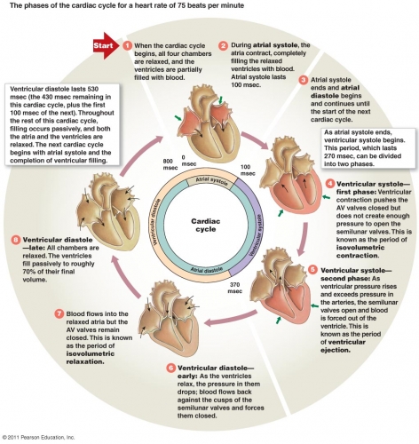cardiaccyclephases.jpg