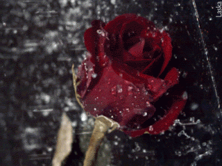 589759fe00e4594f2.gif